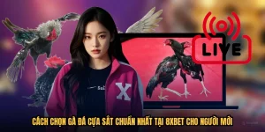 Cách Chọn Gà Đá Cựa Sắt Chuẩn Nhất Tại 8XBET Cho Người Mới