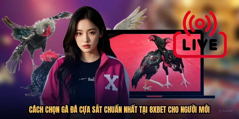 Cách Chọn Gà Đá Cựa Sắt Chuẩn Nhất Tại 8XBET Cho Người Mới