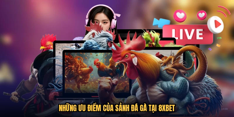 Những ưu điểm của sảnh đá gà tại 8XBET